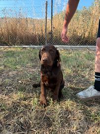 Cucciolo Labrador Retriver