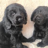 Cocker Spaniel Inglese per lavoro