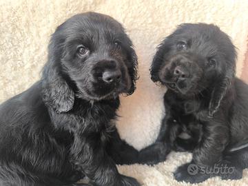 Cocker Spaniel Inglese per lavoro