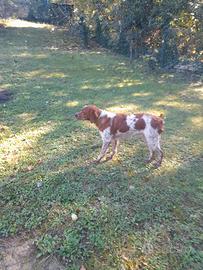 Breton femmina 8 mesi