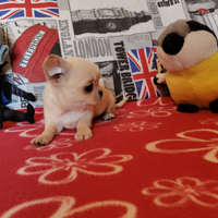 Chihuahua maschio linea thailandese micro 80gg