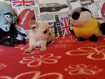 Chihuahua maschio linea thailandese micro 80gg