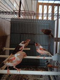 Canarini novelli 2025