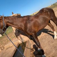 Castrone Spagnolo Beretta, monta Vaquera