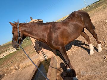 Castrone Spagnolo Beretta, monta Vaquera