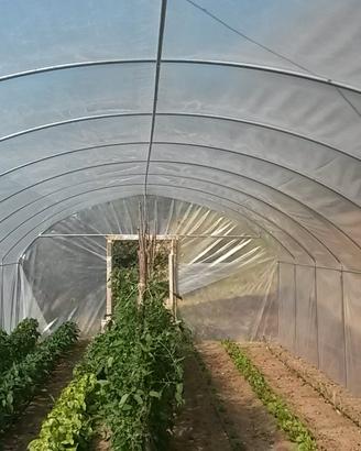Serra Agricoltura ortaggi fungaia rimessa m