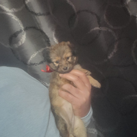 Cucciola taglia piccola