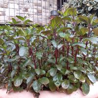 Pianta di MENTA GLACIALE