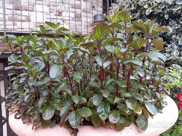 Pianta di MENTA GLACIALE