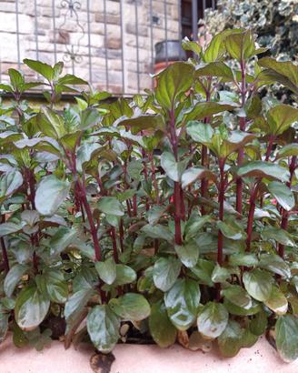 Pianta di MENTA GLACIALE