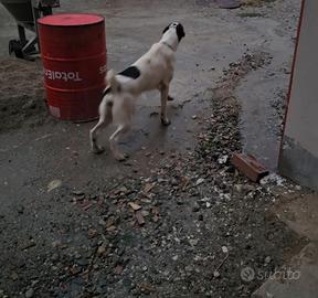 Pastore Asia centrale Alabai Turkmen import