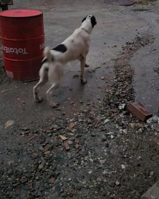 Pastore Asia centrale Alabai Turkmen import