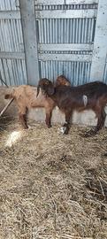capra e becco 