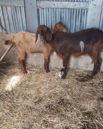 capra e becco 