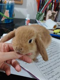 Cuccioli coniglio ariete nano