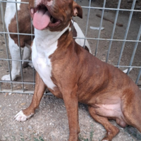 Drake e sorella Pitbull 20mesi URGE CASA SUD