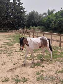 Cavallina