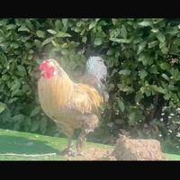 Galli incrocio moroseta