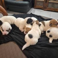 Cuccioli di Jack Russel Terrier nati in casa