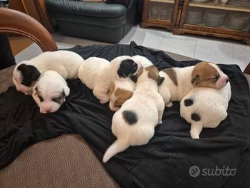 Cuccioli di Jack Russel Terrier nati in casa