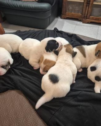 Cuccioli di Jack Russel Terrier nati in casa