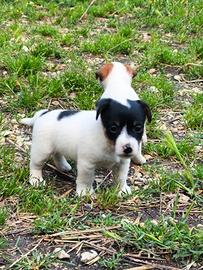 Jack Russell