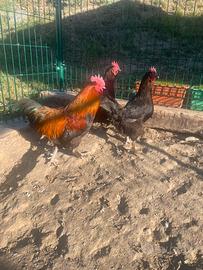 Galline Marans