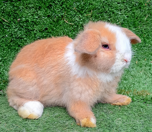 Coniglio Ariete nano Minilop