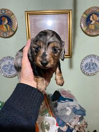 Bassotto a pelo lungo