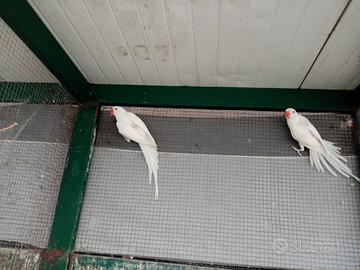 Pappagalli vari