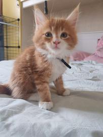 Cuccioli Maine Coon