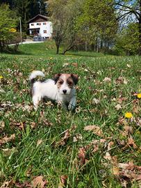 Cucciolo Jack Russell