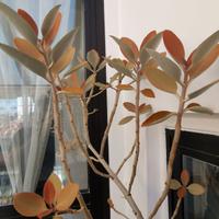 KALANCHOE ORIGINALIS 65cm