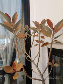 KALANCHOE ORIGINALIS 65cm