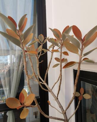 KALANCHOE ORIGINALIS 65cm