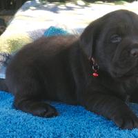 Cuccioli da allevamento con affisso ENCI