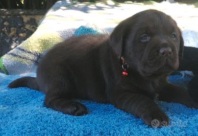 Cuccioli da allevamento con affisso ENCI