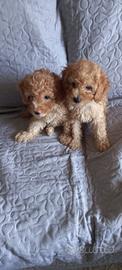 Cuccioli di barboncino