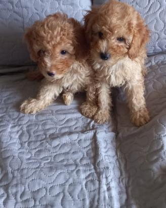 Cuccioli di barboncino