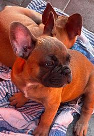 bulldog francese 