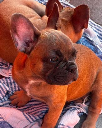 bulldog francese 