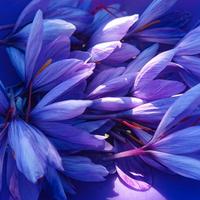 Bulbi di Zafferano Crocus Sativus Biologici France