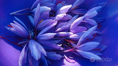 Bulbi di Zafferano Crocus Sativus Biologici France