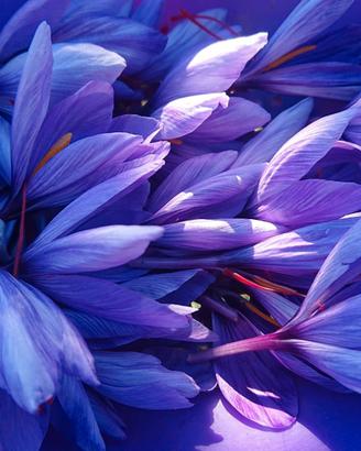 Bulbi di Zafferano Crocus Sativus Biologici France