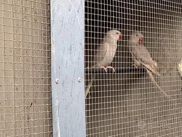 Parrocchetti dal collare