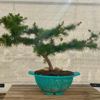 Bonsai di Cedro del Libano