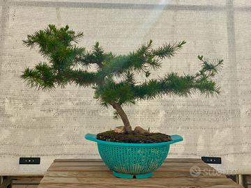 Bonsai di Cedro del Libano