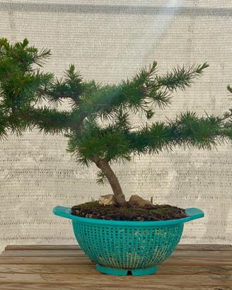 Bonsai di Cedro del Libano