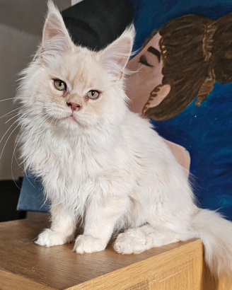 Maine coon