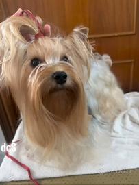 Yorkshire terrier ex fattrice di 6 anni